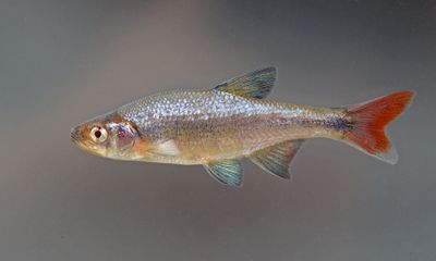 Redfin Shiner