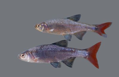 Redfin Shiners