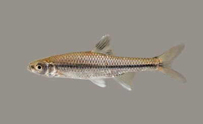 Pugnose Minnow