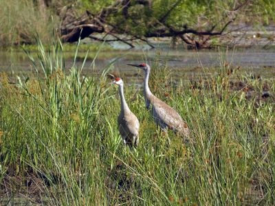 Sandhill Cranes