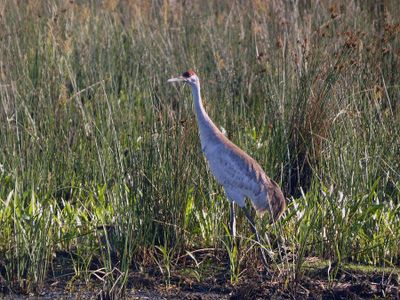 Sandhill Crane
