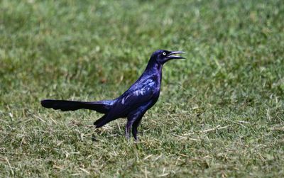 Great-tailed Grackle