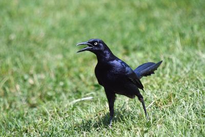 Great-tailed Grackle