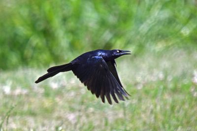 Great-tailed Grackle