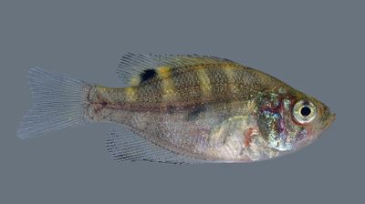 Flier(juvenile)