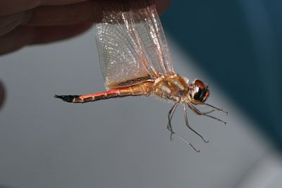 Striped Saddlebags