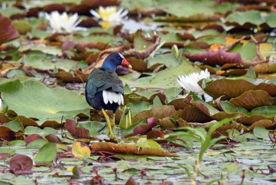 Purple Gallinule