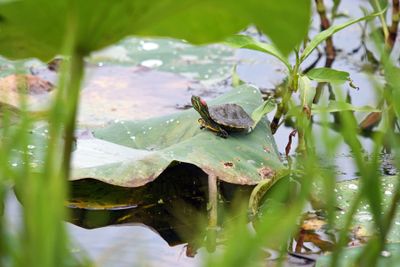 Red-eared Slider (juv.)