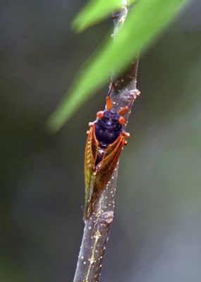 Magicicada tredecassini