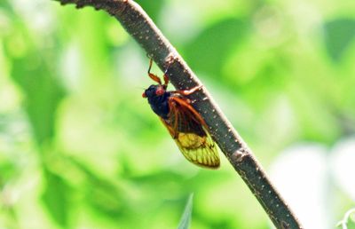 Magicicada tredecassini