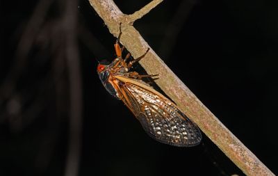 Magicicada tredecim