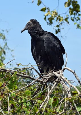 Black Vulture (fledgling)
