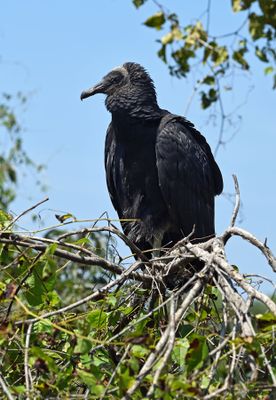 Black Vulture (fledgling)