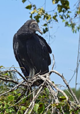 Black Vulture (fledgling)
