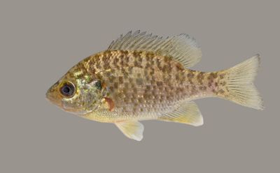 Redear Sunfish
