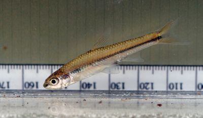 Pallid Shiner