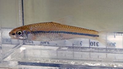 Pallid Shiner