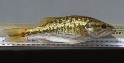 Spotted Bass