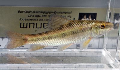 Lake Chubsucker