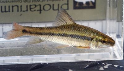 Lake Chubsucker