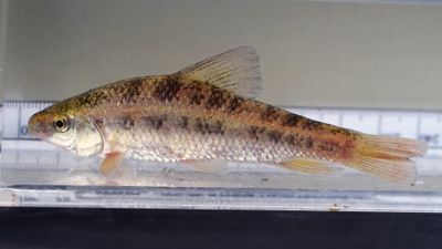 Lake Chubsucker