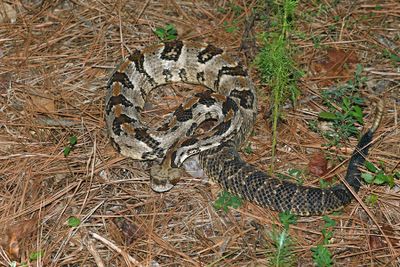 Timber Rattler