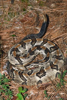 Timber Rattler