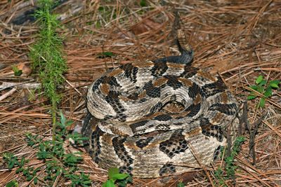 Timber Rattler
