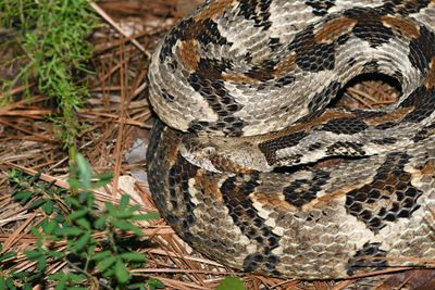 Timber Rattler
