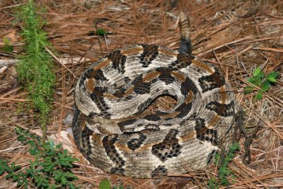 Timber Rattler