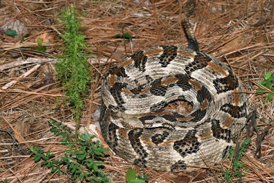 Timber Rattler