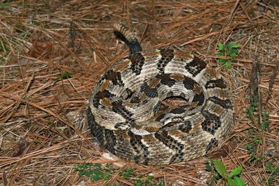 Timber Rattler