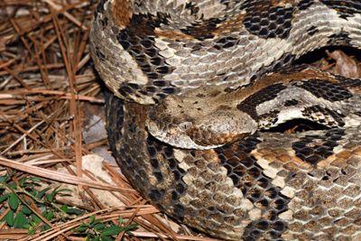 Timber Rattler
