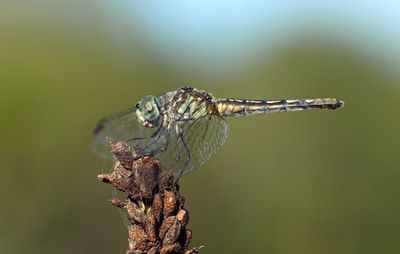Dashers & Evening Skimmer