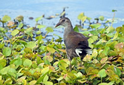 Common Gallinule juvenile