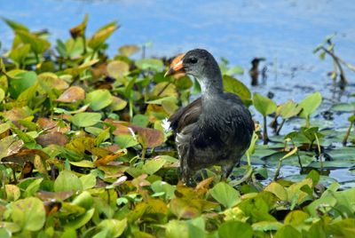 Common Gallinule juvenile