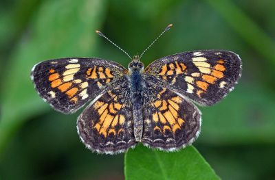 Crescents & Checkerspots
