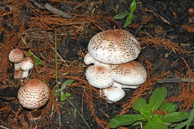 Mushrooms