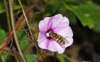 Hoverfly