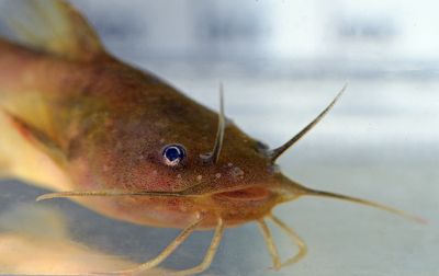Tadpole Madtom