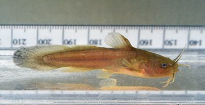Tadpole Madtom