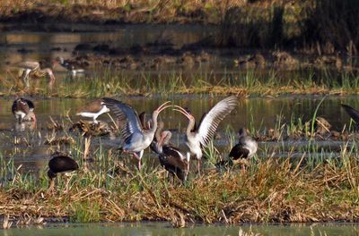 White Ibis