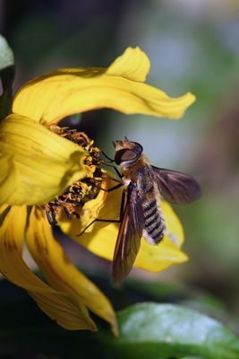 Beefly