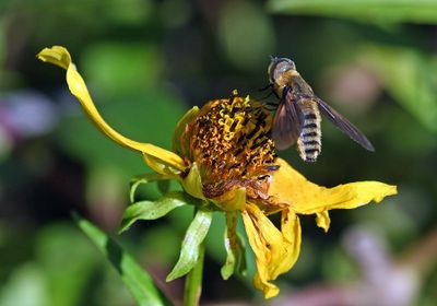 Beefly