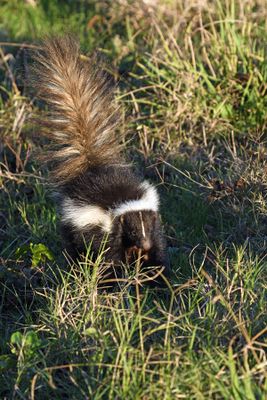 Striped Skunk