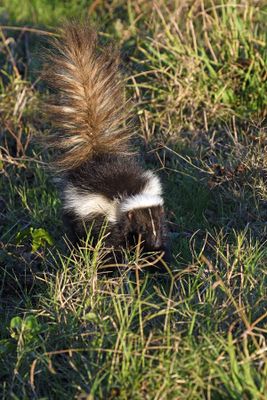 Striped Skunk