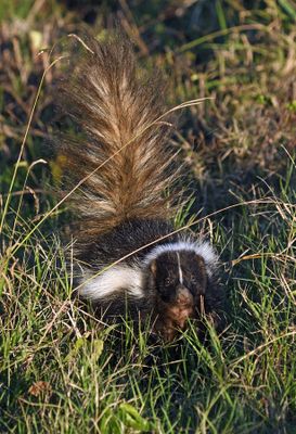 Striped Skunk