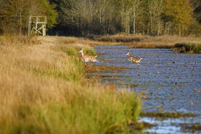 Whitetail Deer