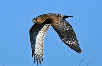 Red-shouldered Hawk
