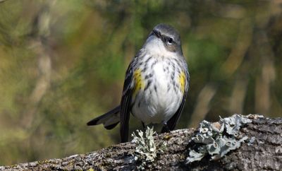 Yellow-rumped Warbler